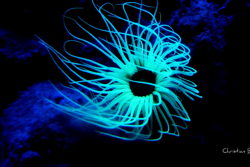 Impression photo  Algue sous marine