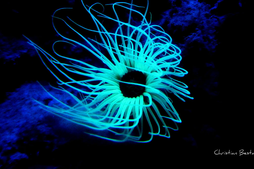 Poster photo Algue sous marine