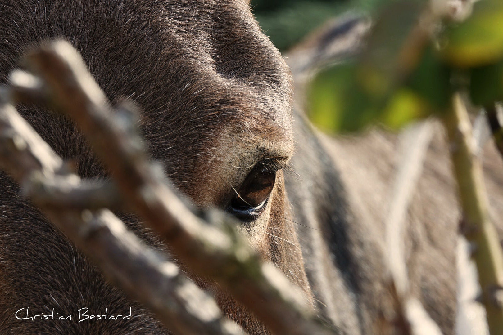 Impression photo Oeil de l'ane