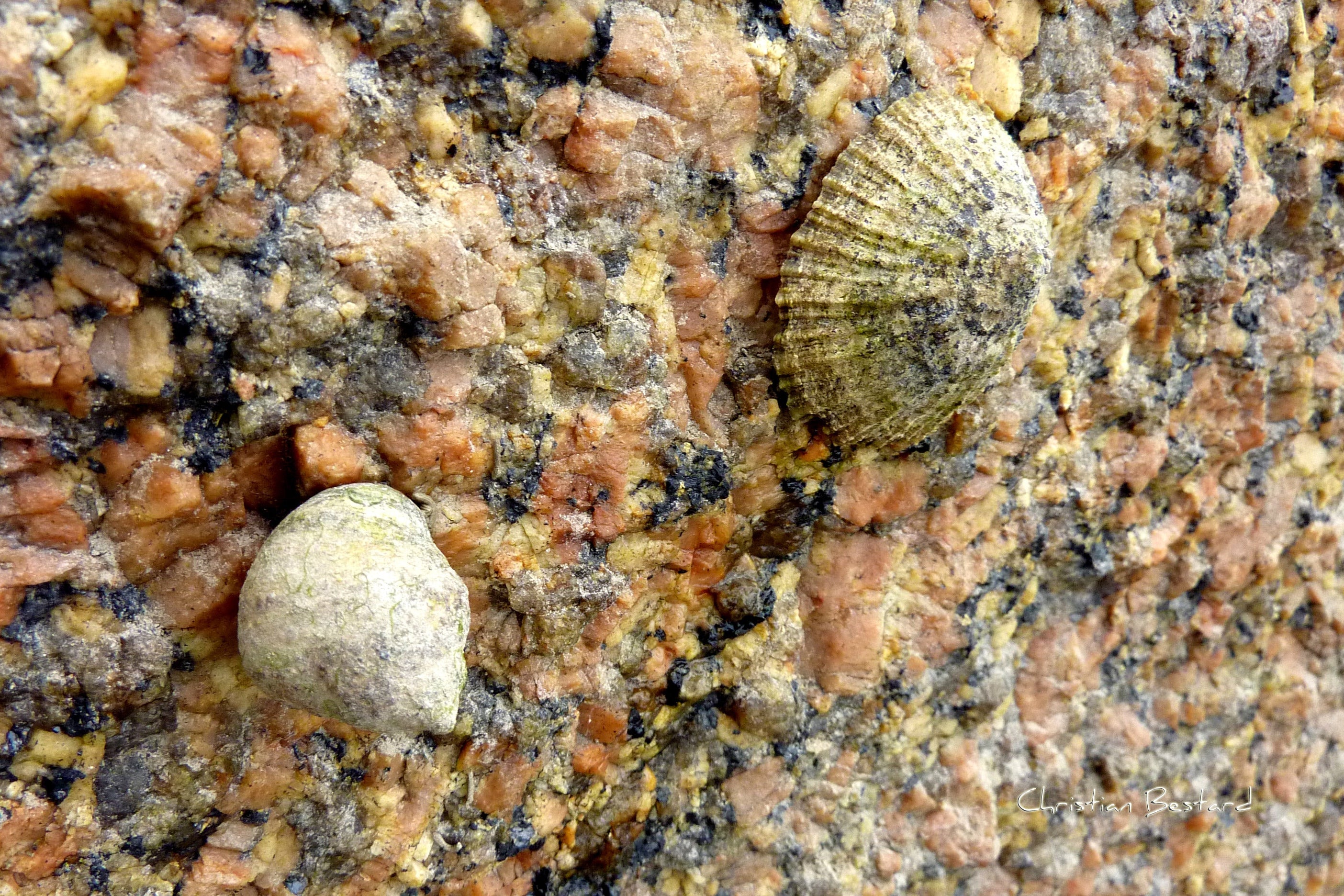 Impression photo Arapede sur un rocher