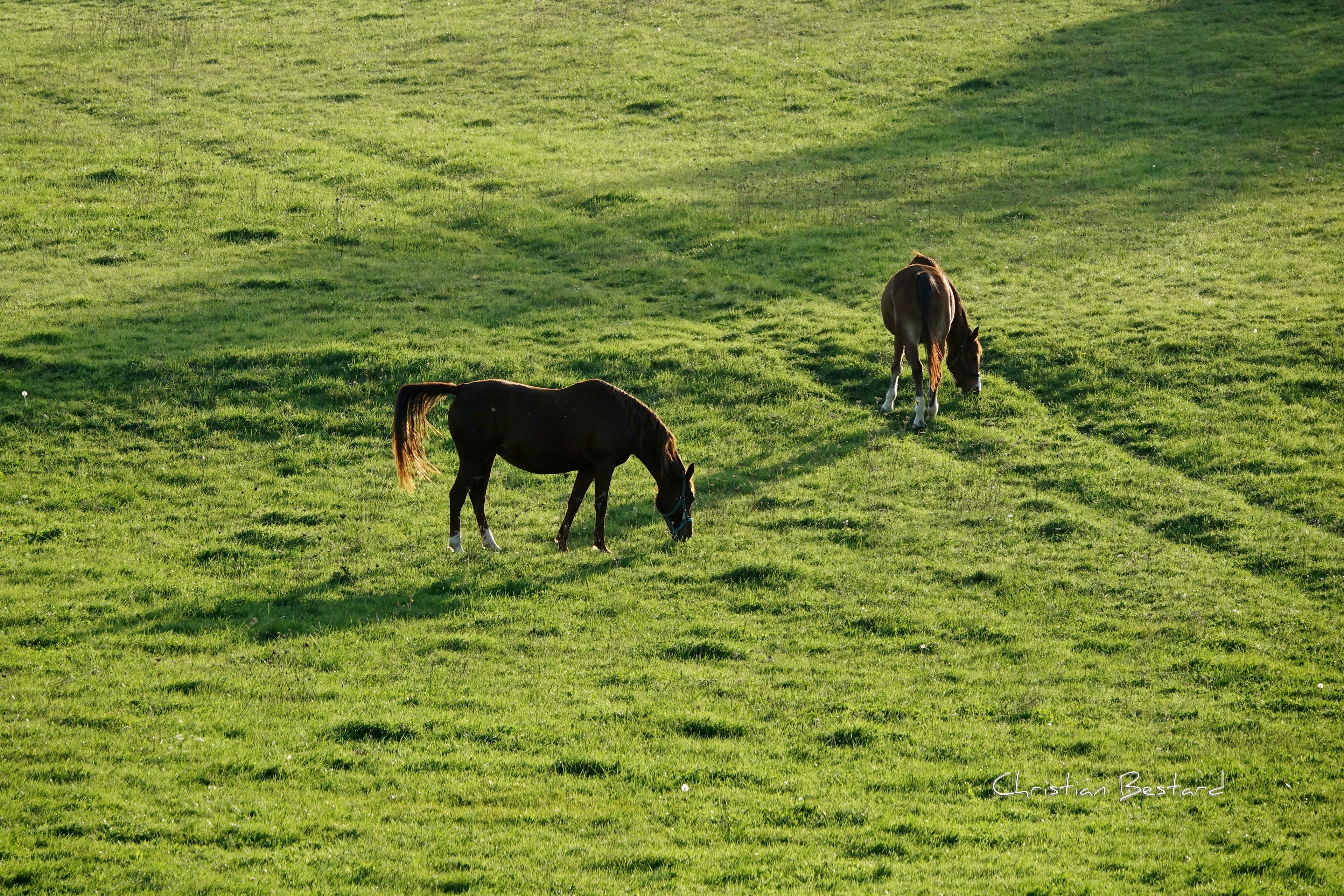 Impression photo - Chevaux