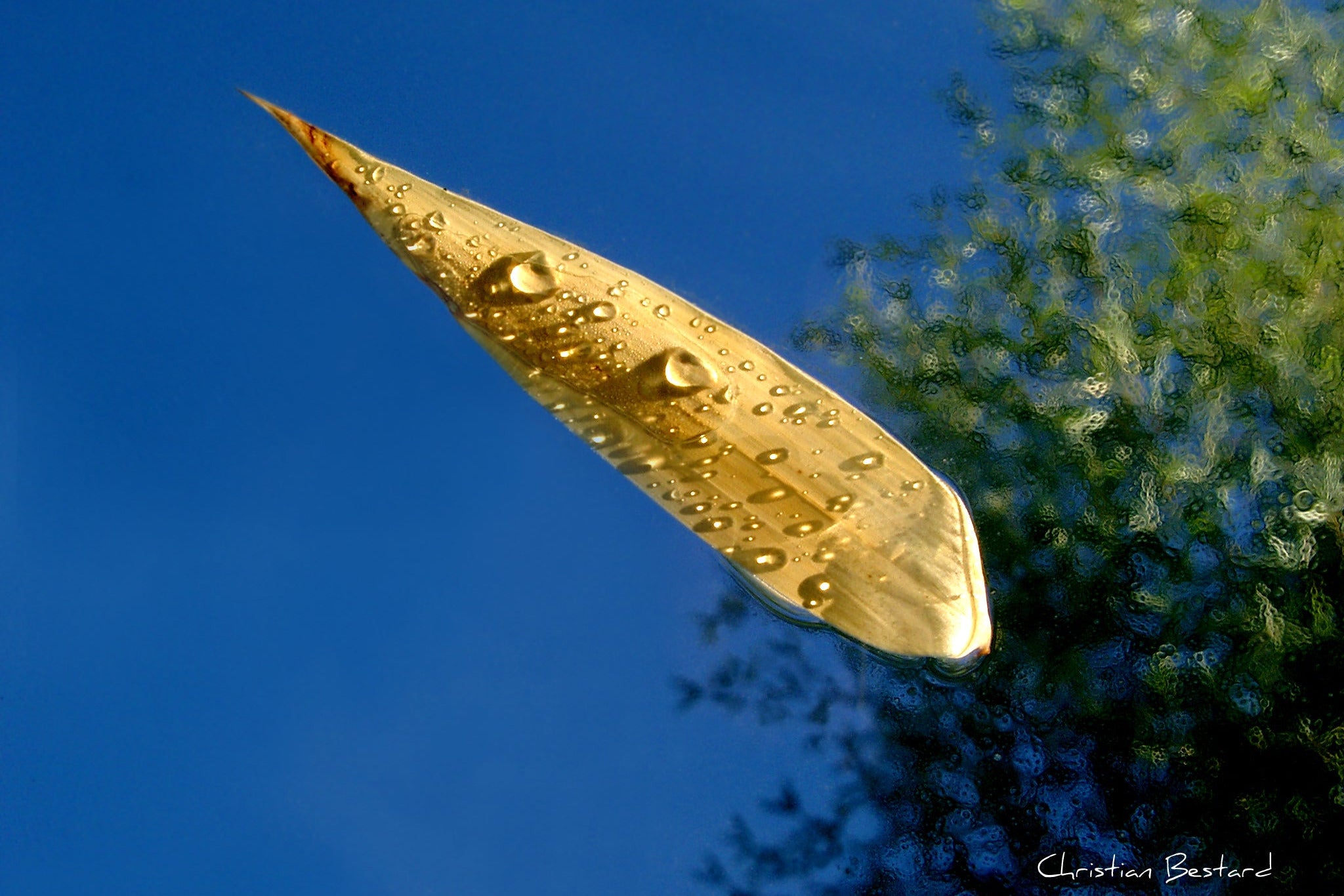 Impression photo  Feuille sur l'eau