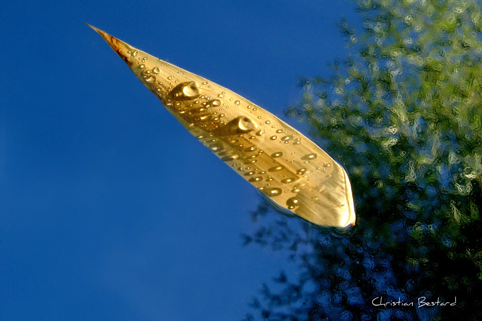 Poster photo - Feuille sur l'eau