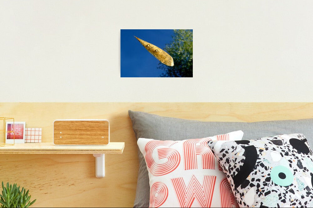 Impression photo  Feuille sur l'eau