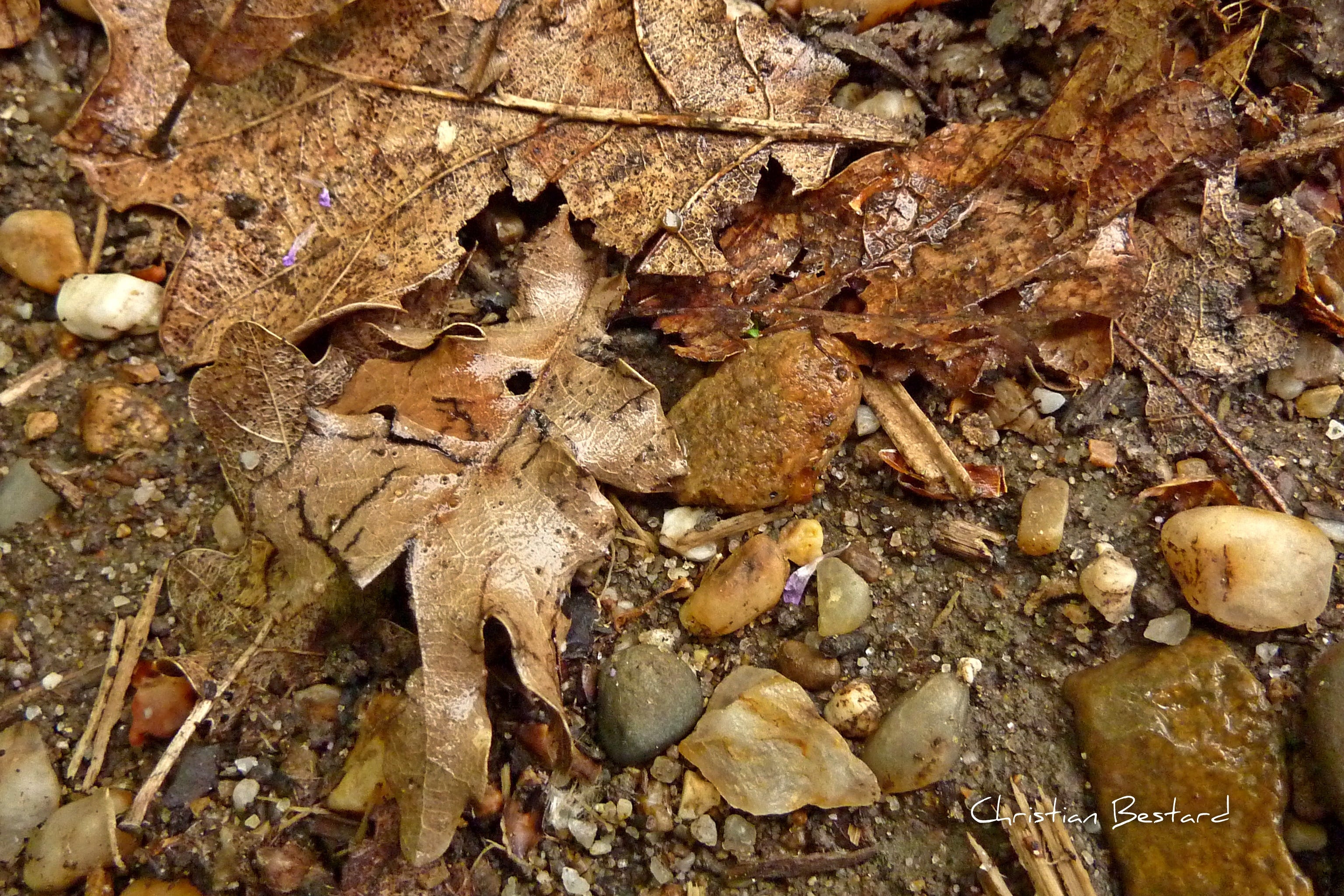Poster photo  Feuilles d'automne