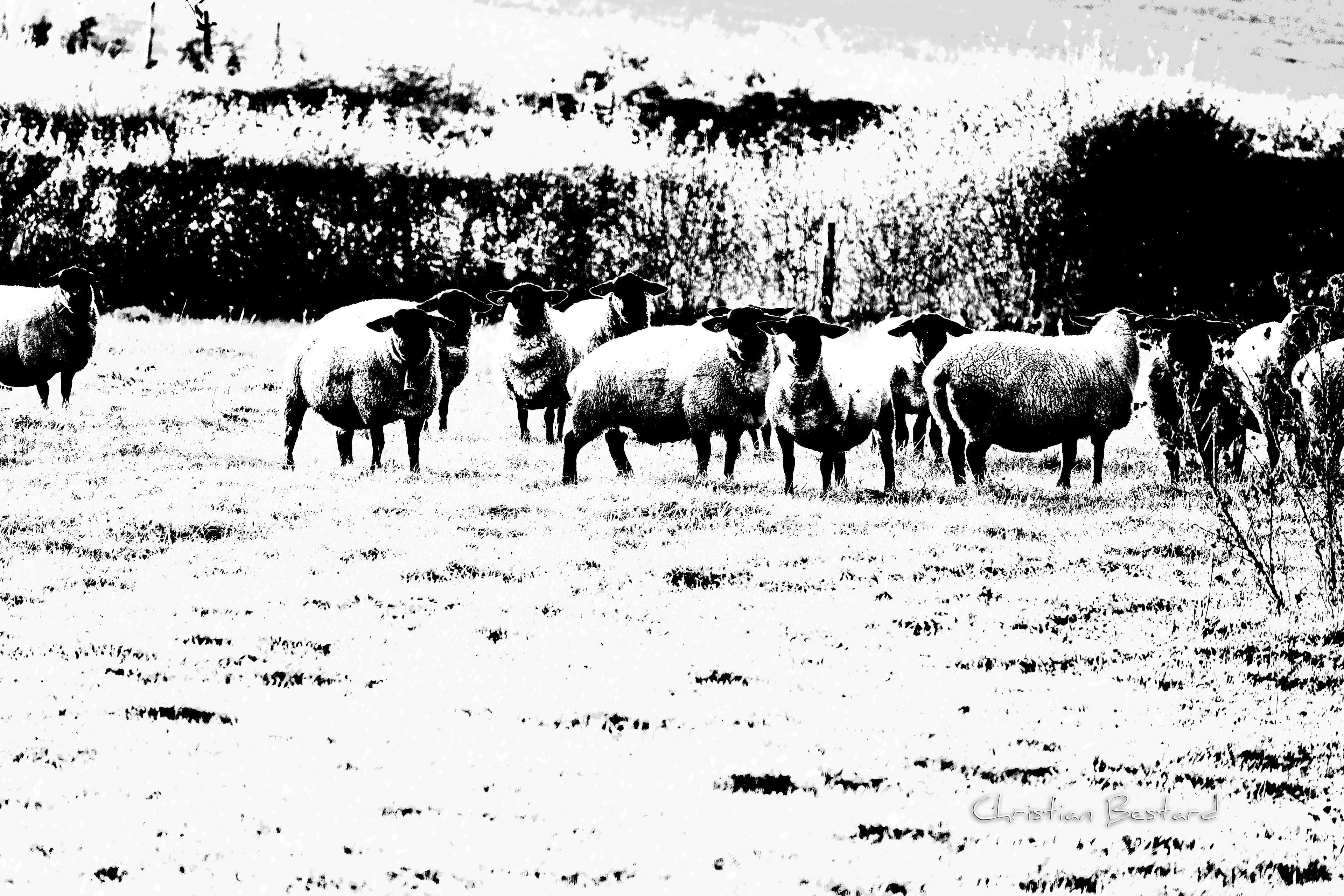 Impression photo  Bande de moutons