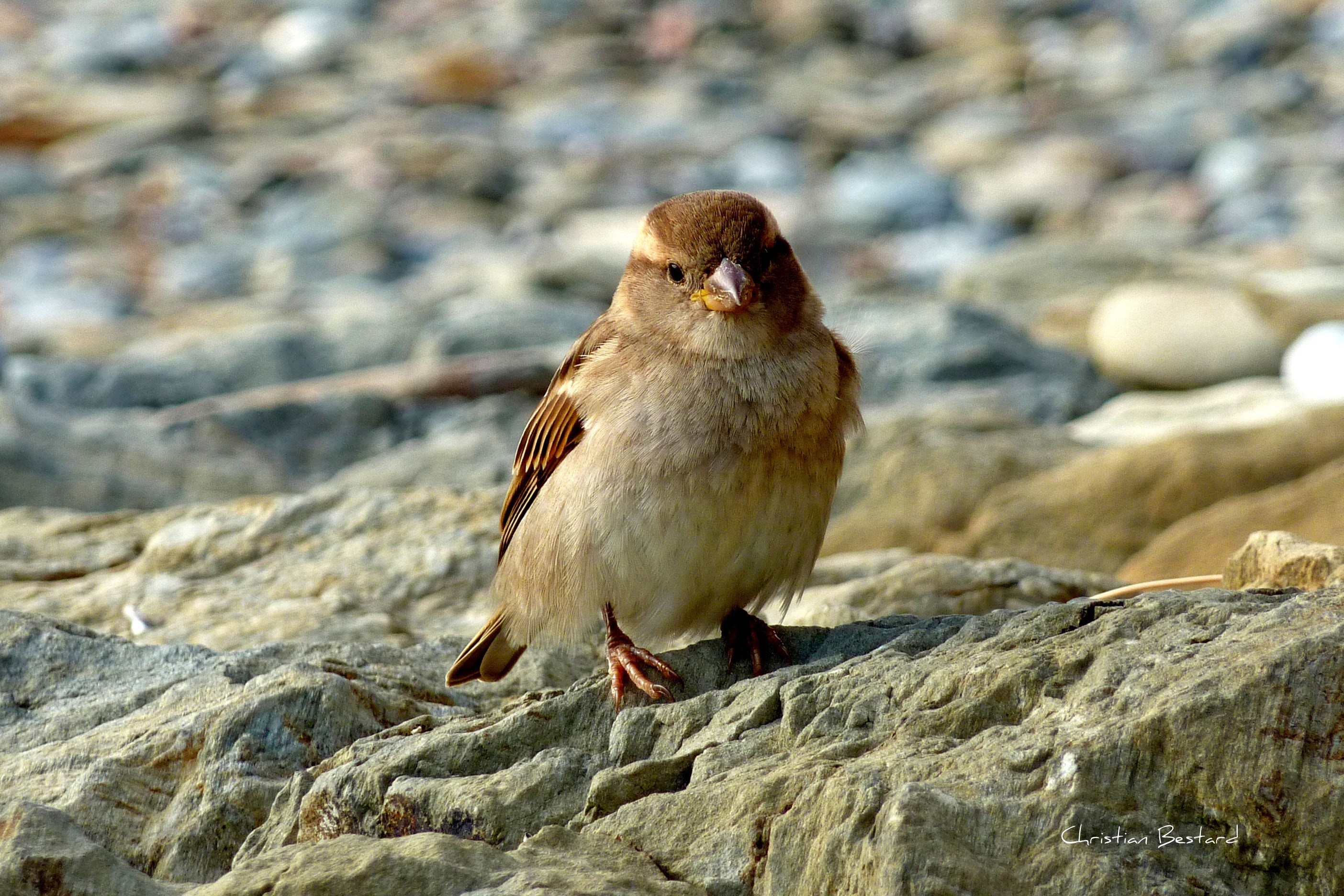 Poster photo  Oiseau