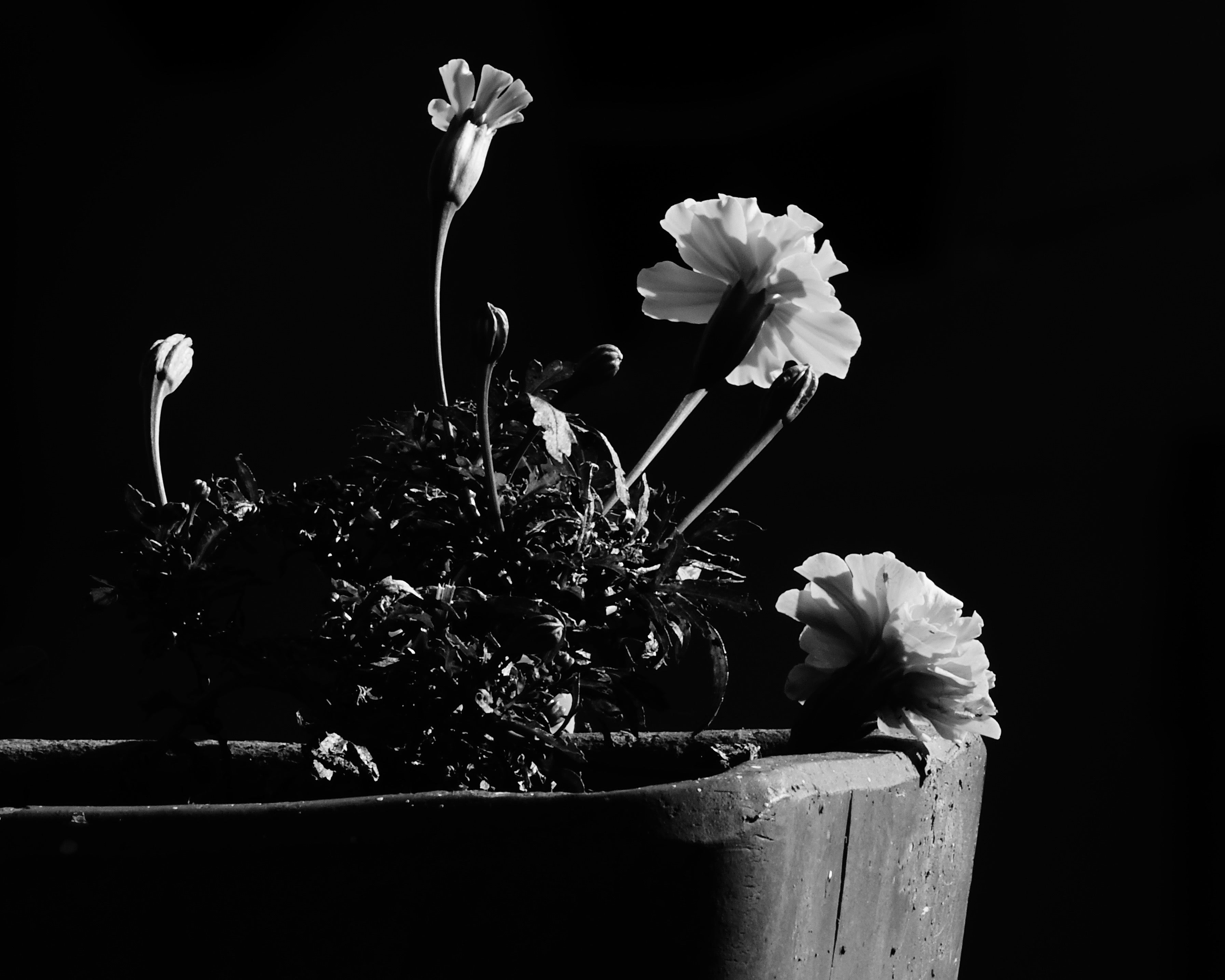 Impression photo Fleurs en pot